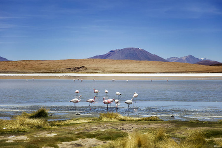 Colorada 在 Avaroa 安第斯动物保护区在玻利维亚的爱德华。