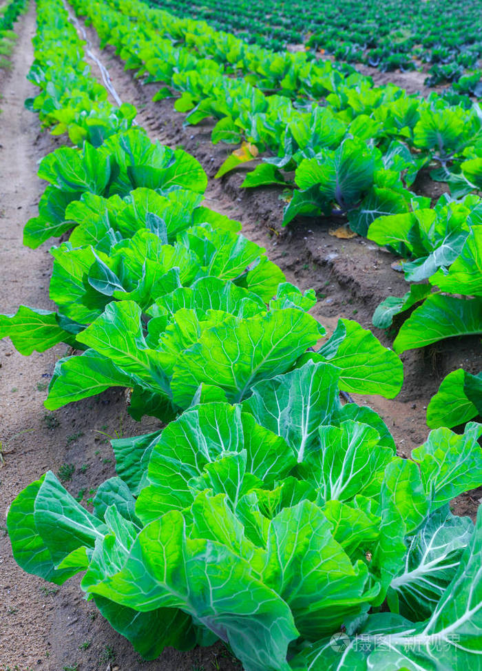 一张床上种植卷心菜的植物在农田上排成红色土壤