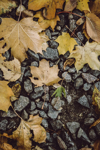 秋天地上的黄叶和石头