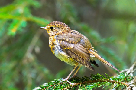 欧洲罗宾 Erithacus rubecula 栖息在一个分支上