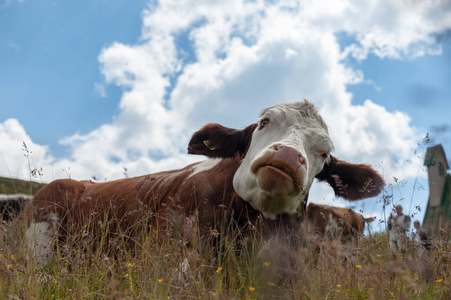 瑞士红白牛, 在意大利阿尔卑斯山放牧