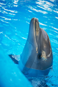 盆地的海洋水族馆海豚图片