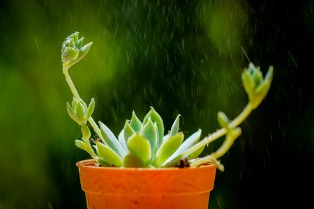 仙人掌沙漠植物