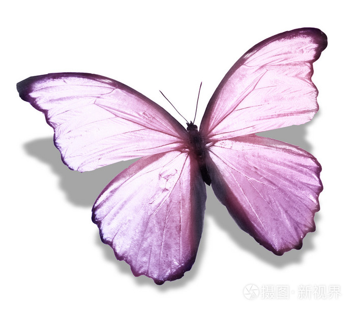 浪漫的粉色蝴蝶