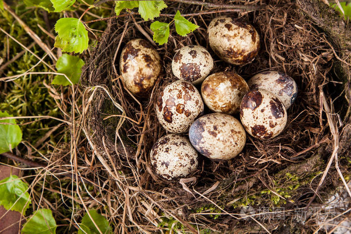 鹌鹑蛋在巢细节