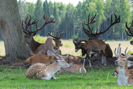 鹿和其他动物在树荫下休息图片
