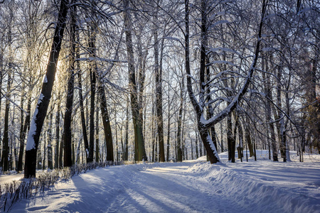 在公园的早晨冬天寒冷的风景。冬季景观。严寒, 白雪皑皑的树木, 晴朗的天气。美丽的冬季季节性背景。公园冬霜