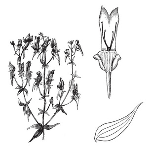 这是一个柳穿鱼 triornithophora 与紫色花有一个黄色的味觉, 复古