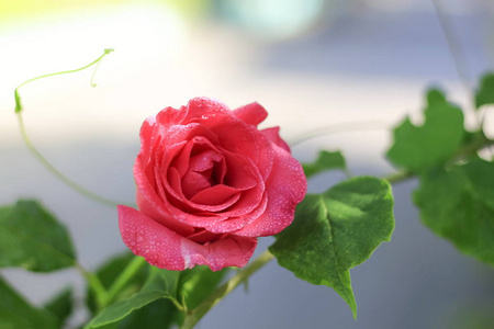 花园里粉红色的玫瑰, 背景模糊