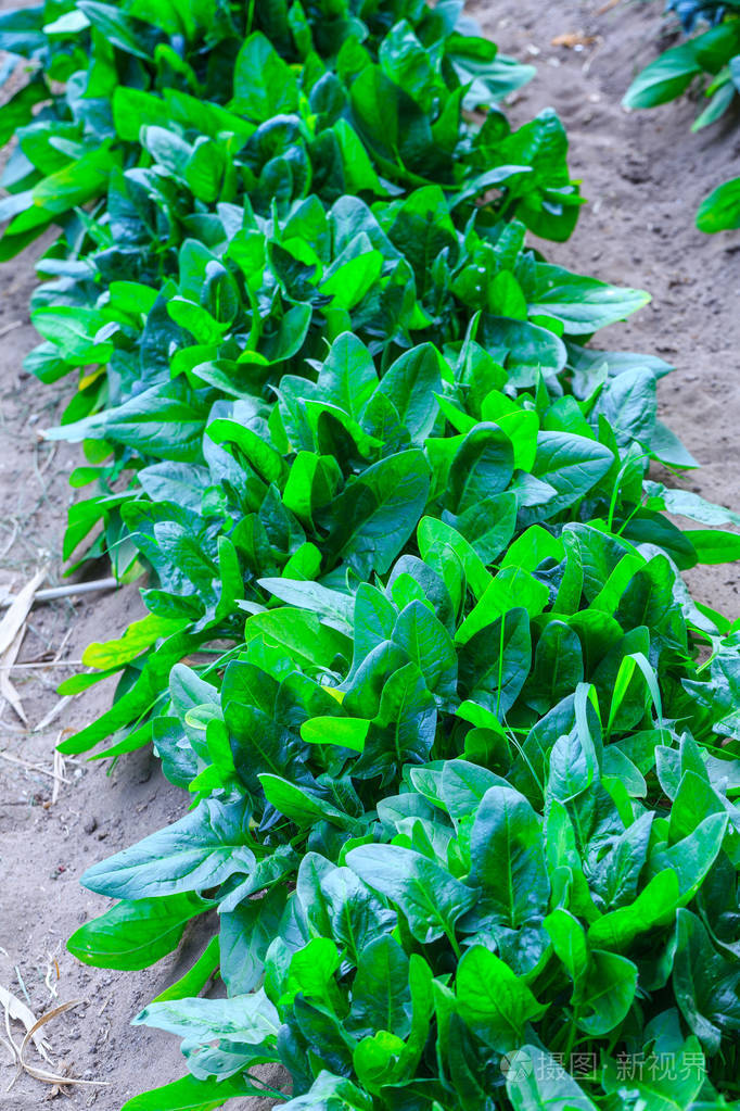 生长在床上的菠菜种植的植物在开放的红壤上