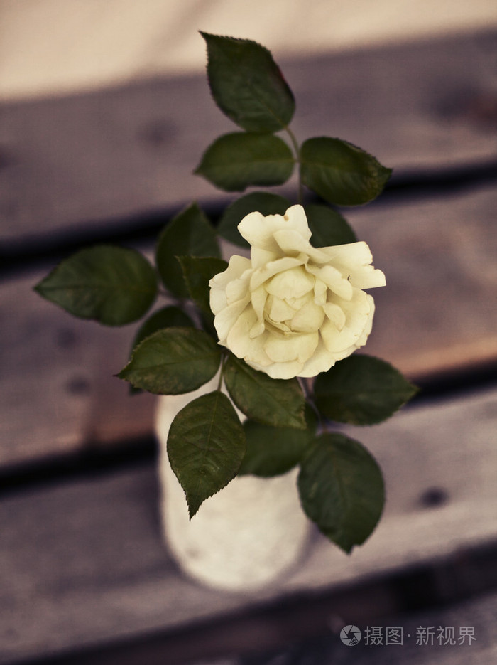 美丽的黄白色玫瑰插在花瓶里