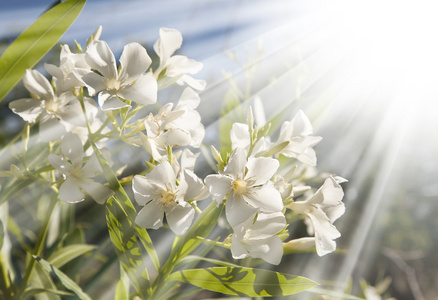 白梅香鲜花