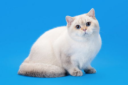 年轻的金黄颜色点英国小猫上浅蓝色背景照片