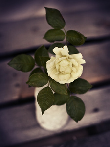 美丽的黄白色玫瑰插在花瓶里图片