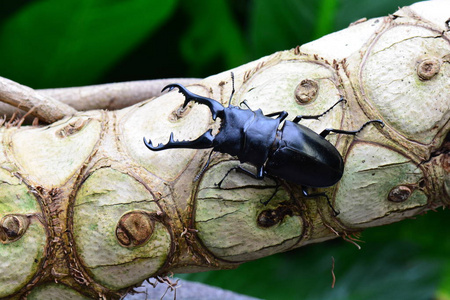 雄性雄鹿甲虫栖息在其环境中的原木上.徘徊希望找到伴侣照片