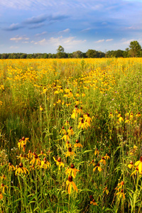 伊利诺伊州草原鲜花盛开图片