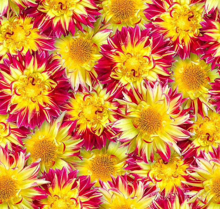 无缝的花卉图案 花的混乱安排 红色和黄色的大丽花花 春夏风格照片 正版商用图片07e2k3 摄图新视界
