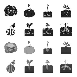西瓜, 萝卜, 胡萝卜, 土豆。植物集合图标黑色, 单色风格矢量符号股票插画网站