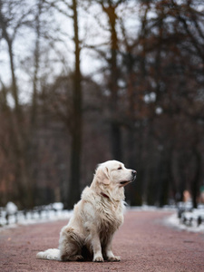 一个美丽的, 可爱的金色猎犬狗坐在一个公园的人行道上多云的冬季一天