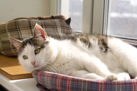 可爱的汤姆邮件猫睡在猫床特写照片在窗台上照片