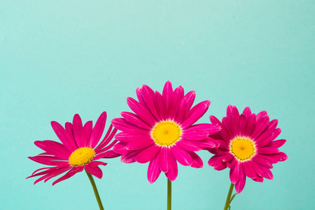 三粉红色的除虫菊花在蓝天作为背景。粉红色雏菊