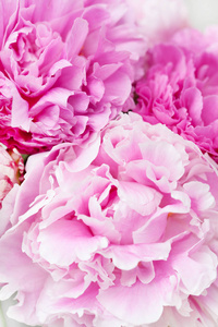 美丽的粉红色牡丹花卉背景