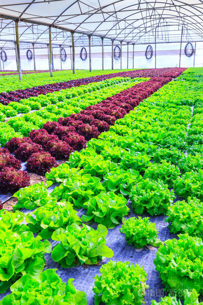 有机绿色生菜植物或沙拉蔬菜在 r 中的栽培