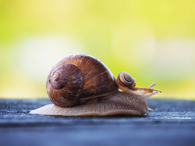 大的棕色蜗牛图片