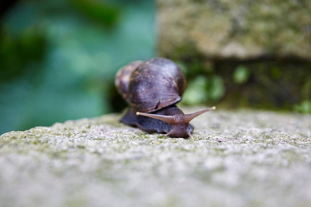 石头上的花园里的蜗牛