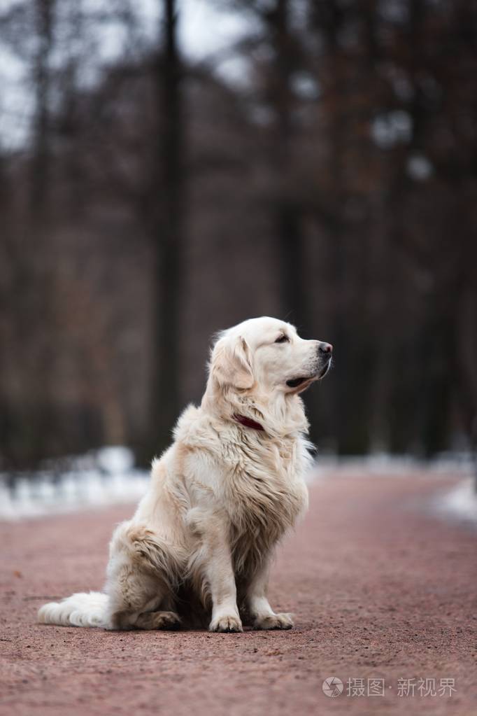 雪地黄金犬高清图片