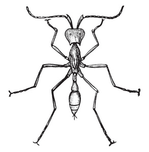 蚁科蚂蚁家族中的陆军蚂蚁, 复古线条绘画或雕刻插图照片