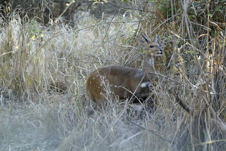 羚羊, Tragelaphus scriptus, 莫桑比克戈龙戈萨国家公园