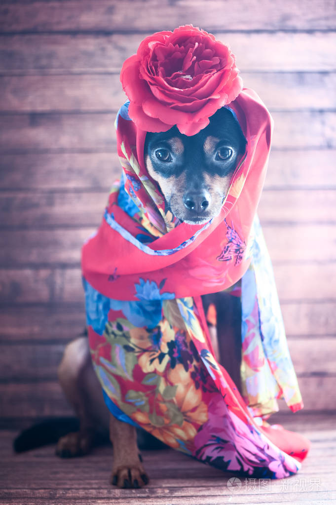 狗与红头巾和玫瑰的头上.小狗在佛