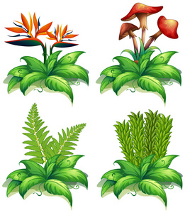 四不同类型植物在白色背景