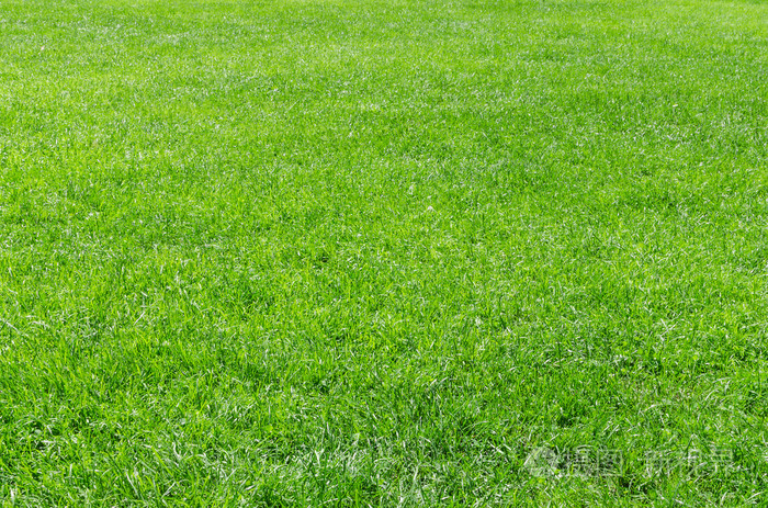 阳光鲜天然草背景
