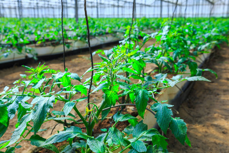 西红柿在生长图片-西红柿在生长素材-西红柿在生长插画-摄图新视界