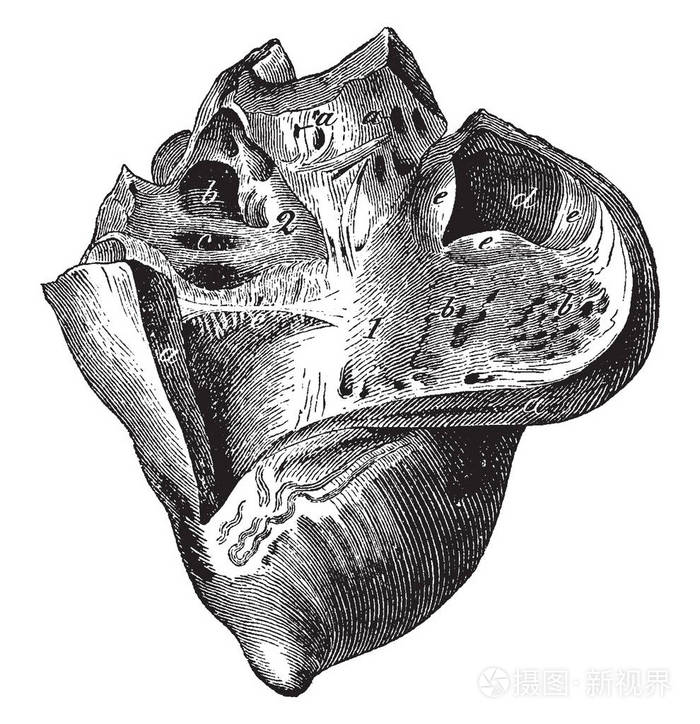 心脏的一匹马右侧的心脏奠定开放复古线条绘画或雕刻插图