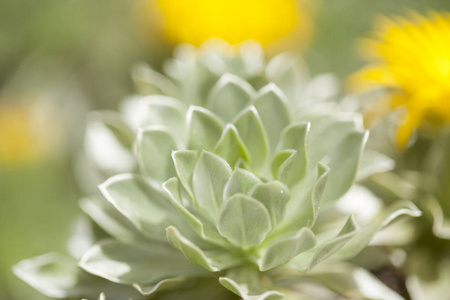 富埃特文图拉岛民Asteriscus sericeus 植物区系