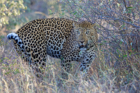 在克鲁格国家公园的一只豹子南非