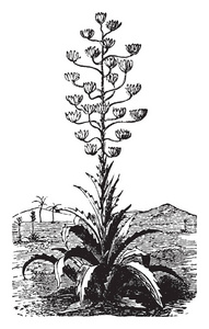 一幅图片, 展示了皮塔的植物, 这是一个强大的和柔滑的仙人掌能够被拖到线程, 复古线条画或雕刻插图