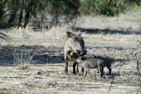 沙漠疣猪, Phacochoerus aethiopicus, 女性与幼崽, 戈龙戈萨国家公园在莫桑比克