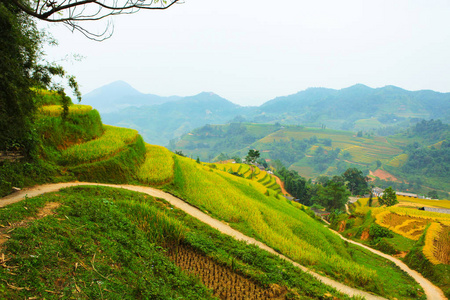 梯田稻田。田地准备种植大米。Luoc, Huyen 晃苏皮, 哈江省。越南北部