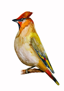 充满活力的鸟图片