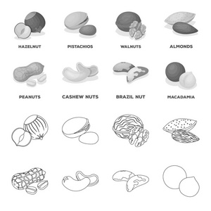 花生, 腰果, 巴西果仁, 澳洲坚果。不同种类的坚果集合图标的轮廓, 单色风格矢量符号股票插画网站