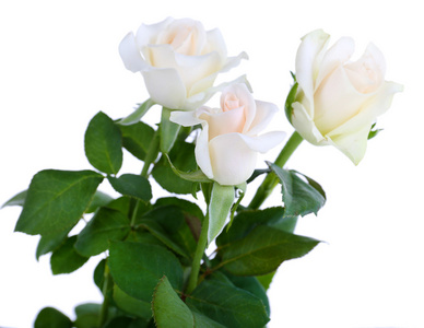 美丽的玫瑰，白色上孤立