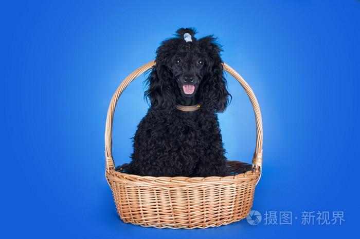 黑卷毛狗在蓝色背景上的篮子
