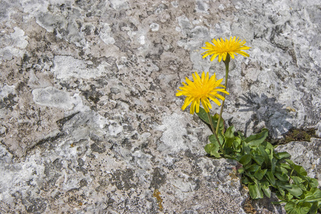 幸存者hieracium pilosella 在缝隙中