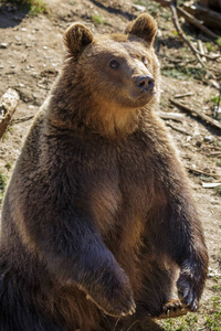 欧洲棕熊冬天