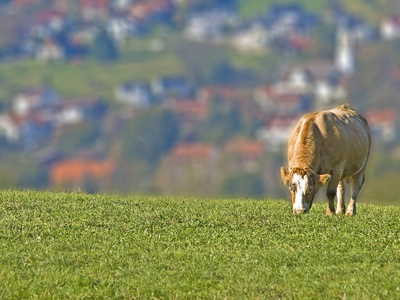 阳光明媚的日子, 奶牛在草地上放牧