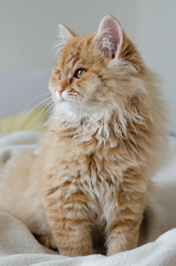 黄小猫图片